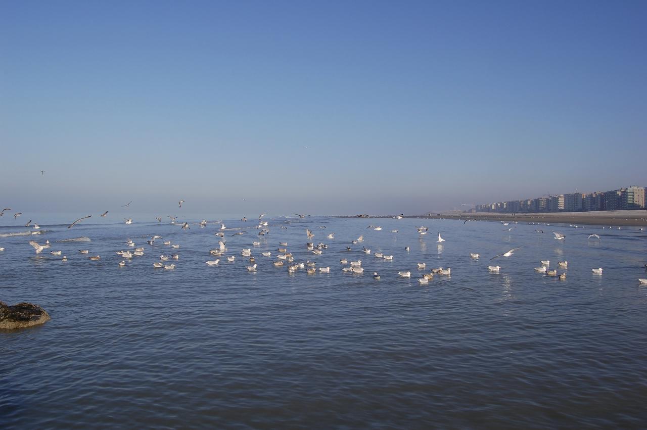 White Princess Koksijde Εξωτερικό φωτογραφία
